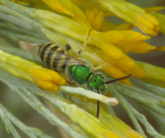 Agapostemon angelicus