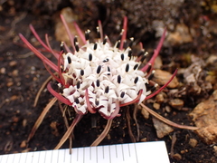 Lysipomia multiflora