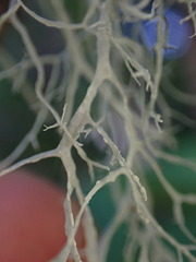 Ramalina farinacea