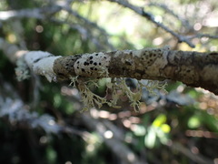 Ramalina dilacerata