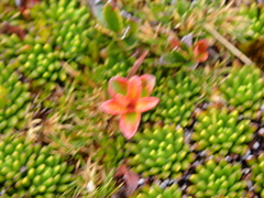 Disterigma empetrifolium