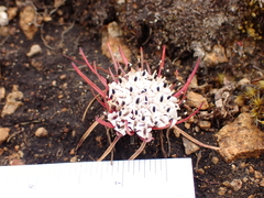 Lysipomia multiflora