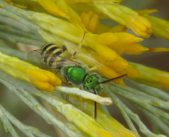 Agapostemon angelicus
