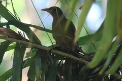 Oriolus flavocinctus