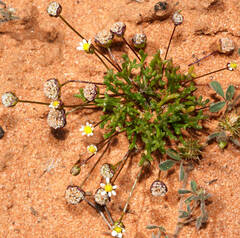 Brachyscome lineariloba