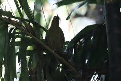 Oriolus flavocinctus