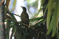 Oriolus flavocinctus