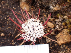 Lysipomia multiflora