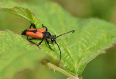 Stictoleptura cordigera