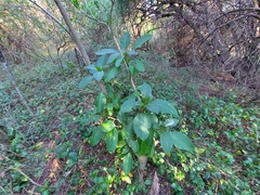 Phytolacca dioica