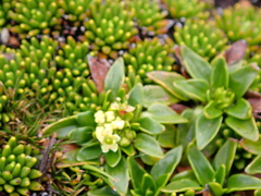 Azorella