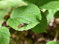 Cratichneumon w-album