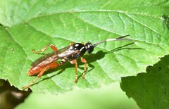 Cratichneumon w-album