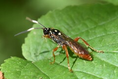 Cratichneumon w-album
