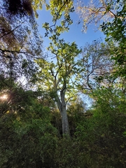 Phytolacca dioica
