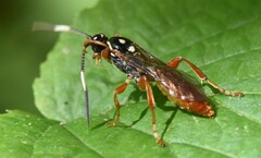 Cratichneumon w-album