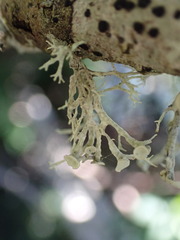 Ramalina dilacerata