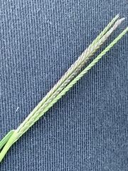 Eleusine indica