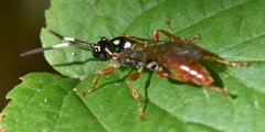 Cratichneumon w-album