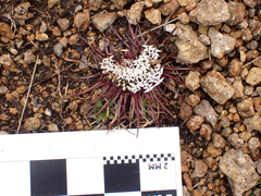 Lysipomia multiflora