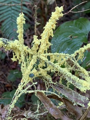 Fuligo septica