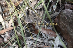 Lomandra multiflora