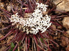 Lysipomia multiflora