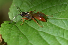 Cratichneumon w-album