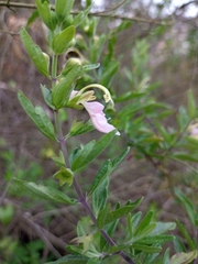 Teucrium bicolor