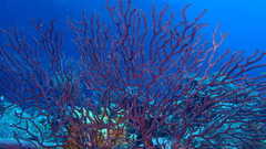 Iciligorgia schrammi