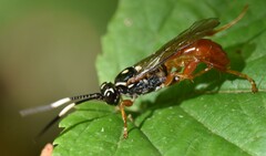 Cratichneumon w-album
