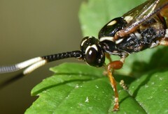 Cratichneumon w-album