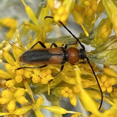 Crossidius discoideus