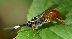 Cratichneumon w-album