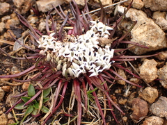 Lysipomia multiflora