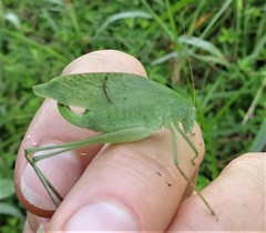 Amblycorypha oblongifolia