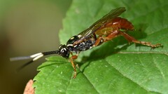 Cratichneumon w-album
