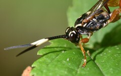 Cratichneumon w-album