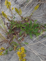 Solidago spathulata
