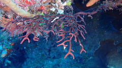 Iciligorgia schrammi