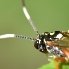Cratichneumon w-album