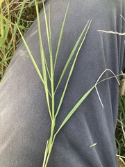 Urochloa platyphylla