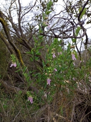 Teucrium bicolor