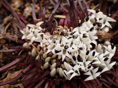 Lysipomia multiflora