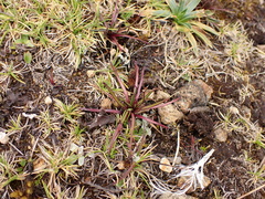 Lysipomia multiflora