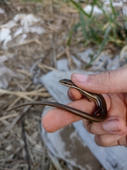 Aspronema dorsivittatum