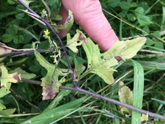 Sisymbrium officinale