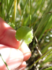 Halerpestes cymbalaria