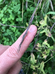 Sisymbrium officinale