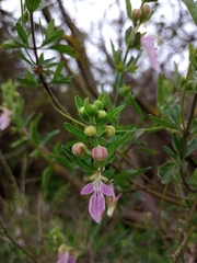Teucrium bicolor